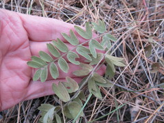 Sibbaldianthe bifurca