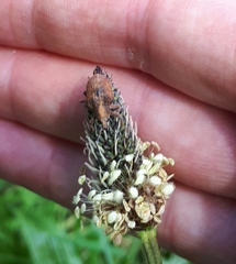 Gonipterus platensis