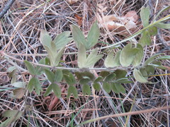 Sibbaldianthe bifurca