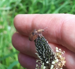 Gonipterus platensis