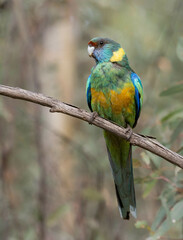 Barnardius zonarius barnardi