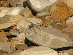Orthetrum chrysostigma