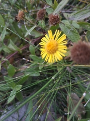 Pentanema britannica