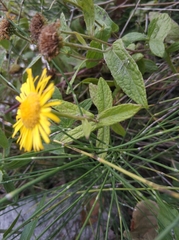 Pentanema britannica