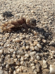 Chondrodactylus angulifer