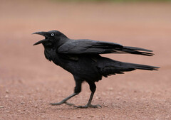 Corvus coronoides