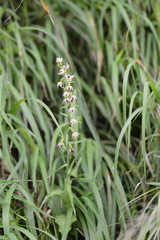 Epipactis