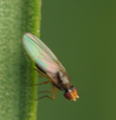 Ephydroidea