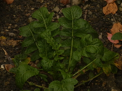 Rorippa amphibia