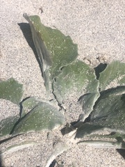 Arctotheca populifolia