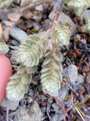 Pimelea sericeovillosa sericeovillosa