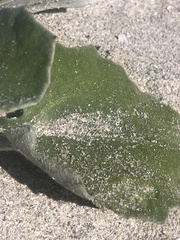 Arctotheca populifolia