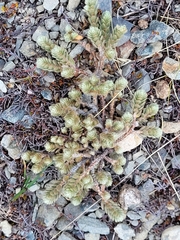 Pimelea sericeovillosa sericeovillosa