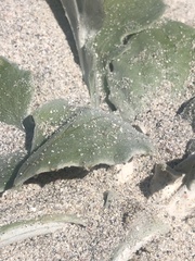 Arctotheca populifolia