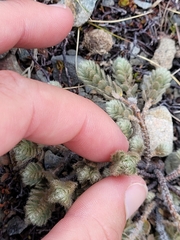 Pimelea sericeovillosa sericeovillosa