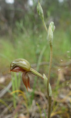 Pterostylis squamata