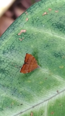 Choreutis achyrodes