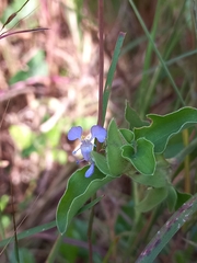 Commelina