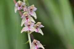 Epipactis