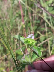 Commelina