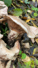 Lactarius argillaceifolius