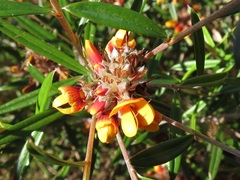 Pultenaea paleacea