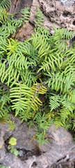 Gleichenia polypodioides