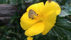 Megisba malaya sikkima