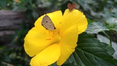 Megisba malaya sikkima