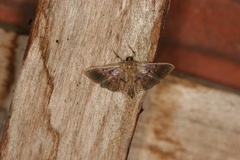Microthyris prolongalis