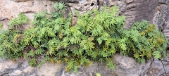 Gleichenia polypodioides