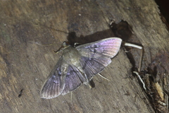 Microthyris prolongalis