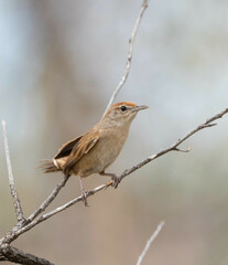 Poodytes carteri