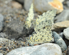 Hesperocharis marchalii