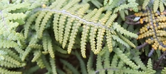 Gleichenia polypodioides