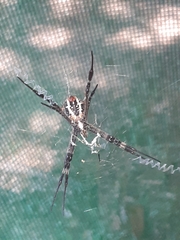 Argiope