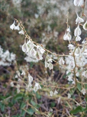 Fallopia