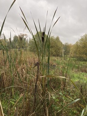 Typha latifolia