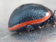 Chrysolina kuesteri