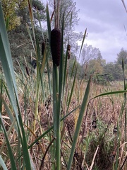 Typha latifolia