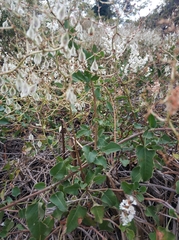 Fallopia
