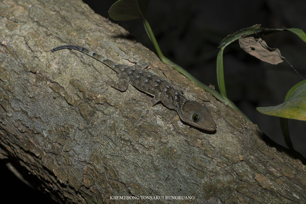 Siamese Green-Eyed Gecko