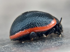 Chrysolina kuesteri