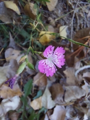 Dianthus