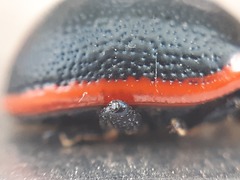 Chrysolina kuesteri