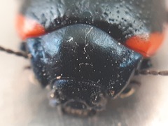 Chrysolina kuesteri