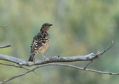Chlamydera guttata