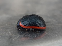 Chrysolina kuesteri