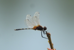 Trithemis pallidinervis