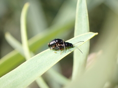Aphthona